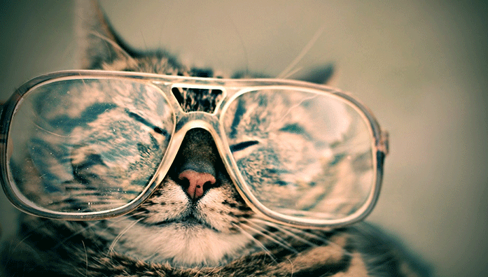 Cat in glasses